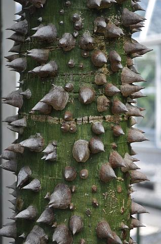 Muenchen 2011 528.jpg - München Botanischer Garten